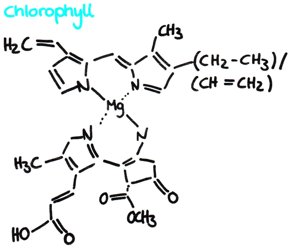 Cholorphyll, verineinfachte Formel (ohne Proteinkomponente)