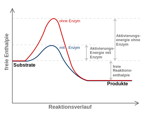 Energiediagramm-Enzymreaktion