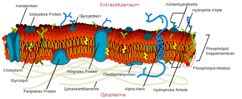 Der Aufbau einer Zellmembran und Benennung der Proteine.