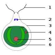 Chlamydomonas