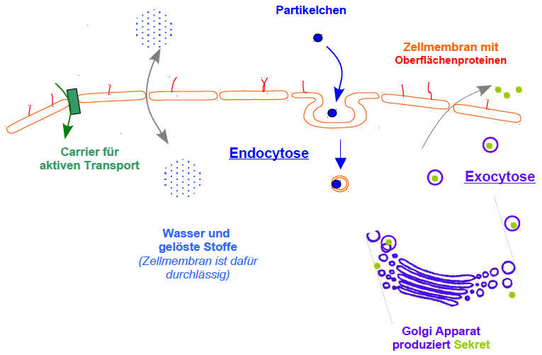 Endo- und Exocytose