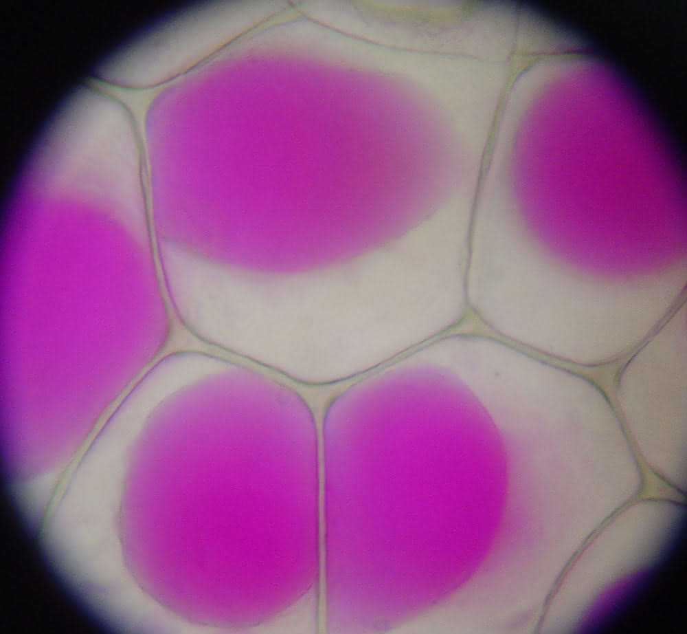 Plasmolyse bei der Purpurblättrige Dreimasterblume