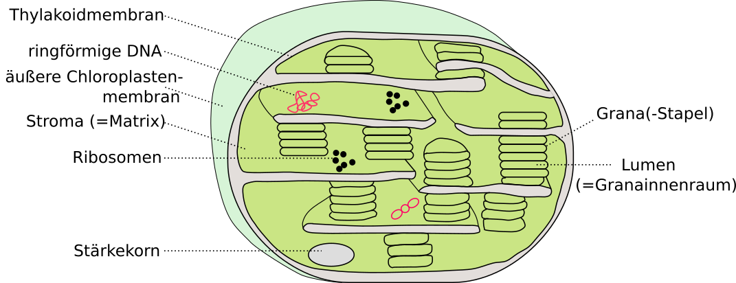 Schemazeichung Chloroplast im Querschnitt