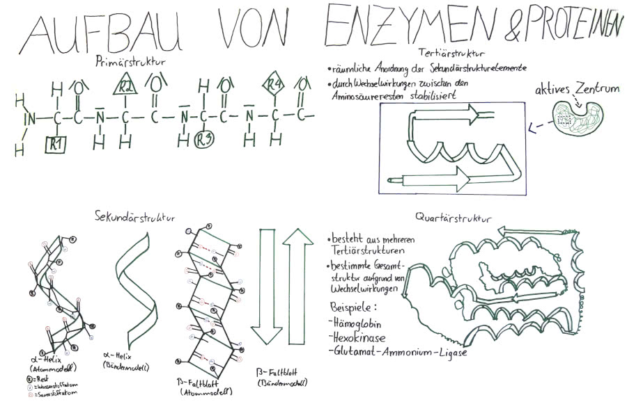 Aufbau von Enzymen