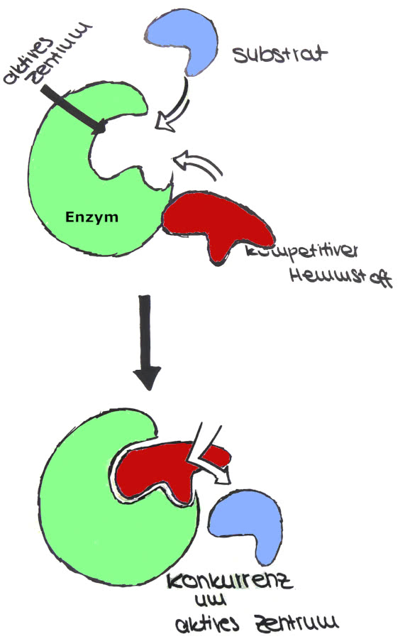 kompetetive Enzymhemmung
