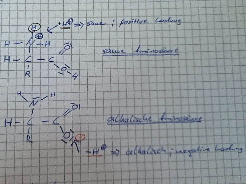 saure und alkalische Aminosäuren