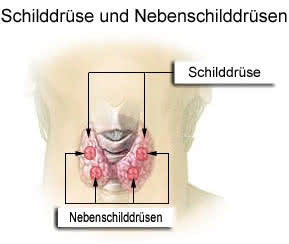 Schildrüse - Lage im Körper