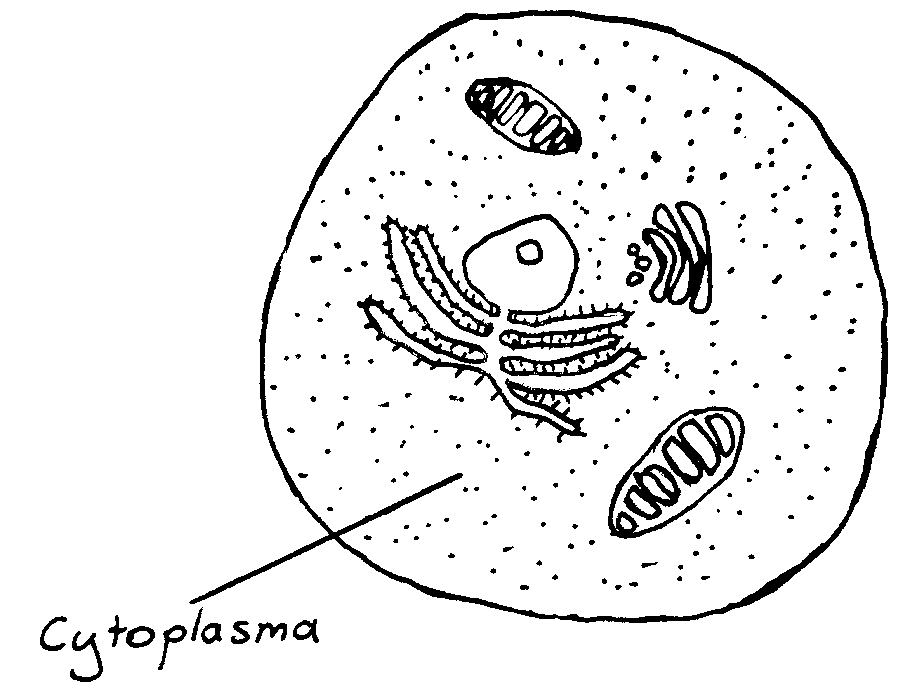 Bereich des Cytoplasma