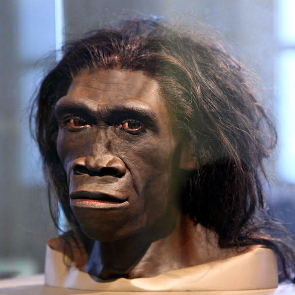 Homo Erectus - Rekonstruktion Gesicht