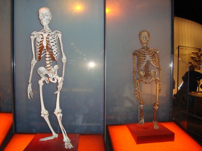 Vergleich zwischen Homo sapiens sapiens und Homo neanderthalensis