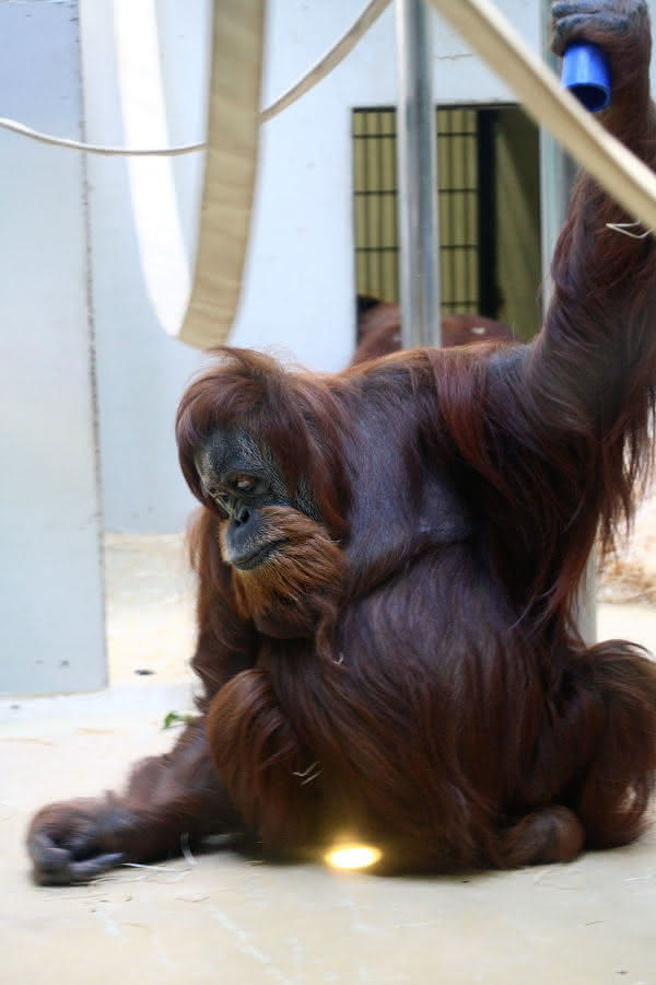 Behaarung des Orang Utans