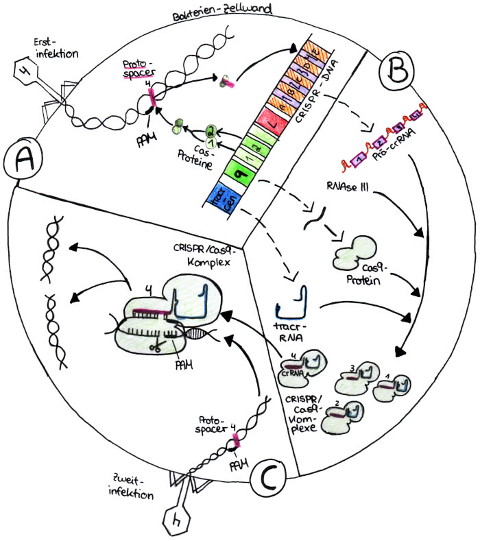 Drei Phasen des Abwehrmechanismus bei Crispr/cas9