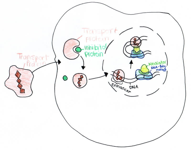 Genregulation bei Eukaryoten 4