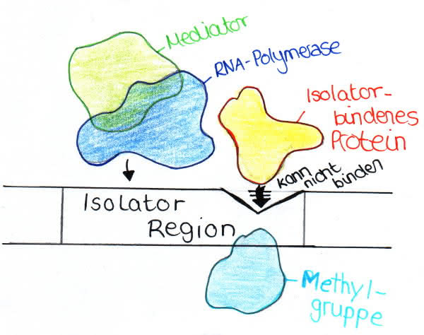 Genregulation bei Eukaryoten 3