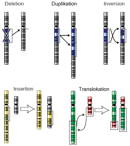 Chromosomenmutationen