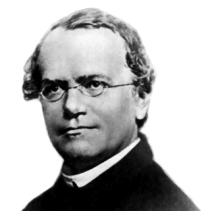 Bild von Gregor Mendel