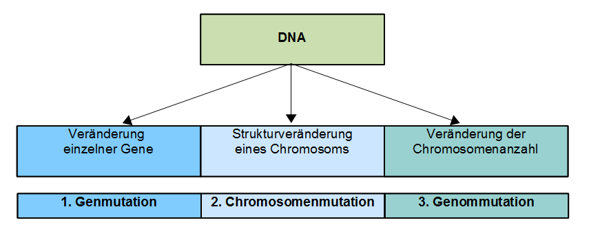 Übersicht über die verschiedenen Mutationstypen