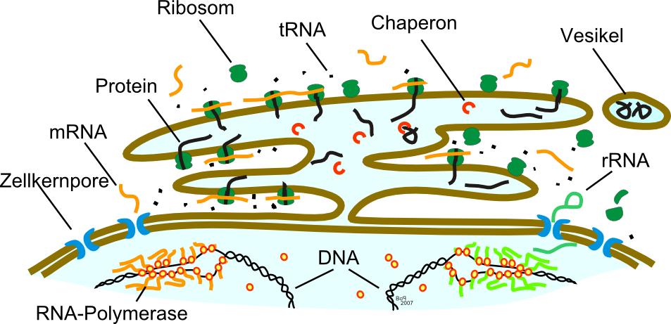 Zellkernmembran und Vesikel