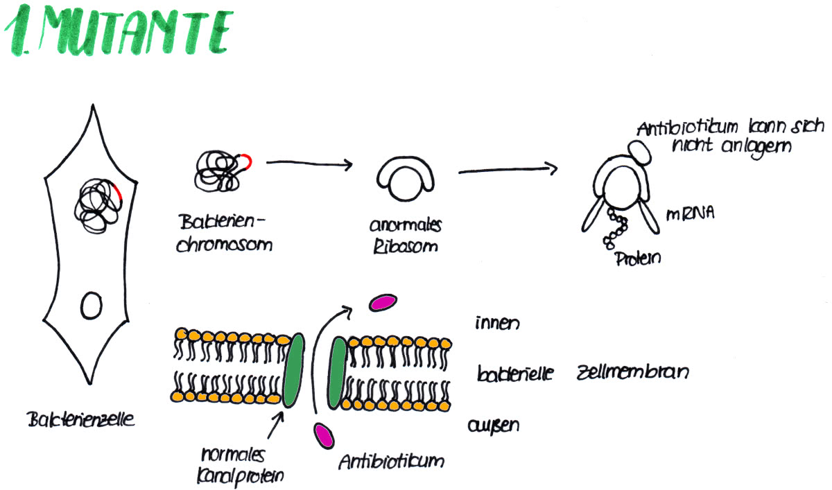 Antibiotikaresistenz - Mutationstyp 1 - Bakterie kann Proteinbiosynthese durchführen und sich vermehren