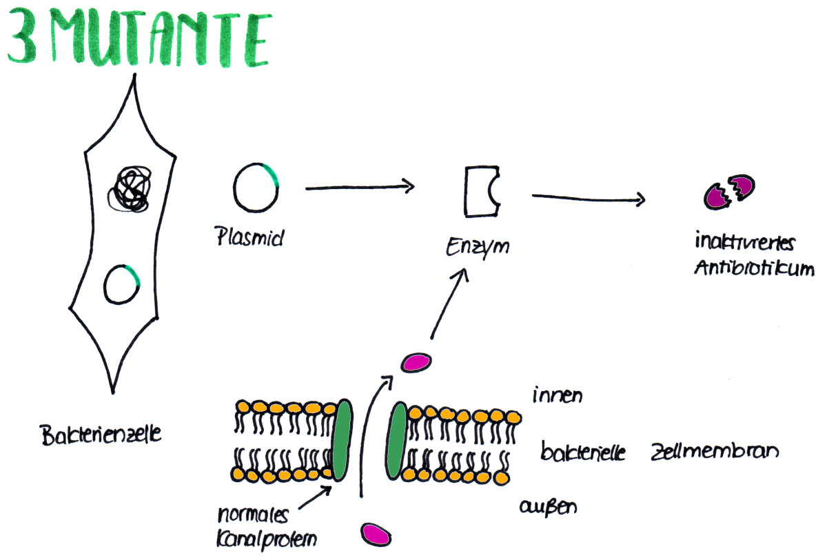 Antibiotikaresistenz - Mutationstyp 3 - Bakterie kann Proteinbiosynthese durchführen und sich vermehren