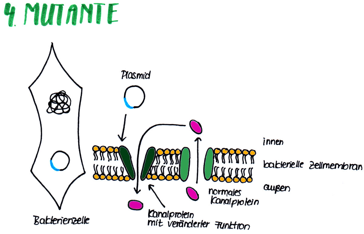 Antibiotikaresistenz - Mutationstyp 4 - Bakterie kann Proteinbiosynthese durchführen und sich vermehren