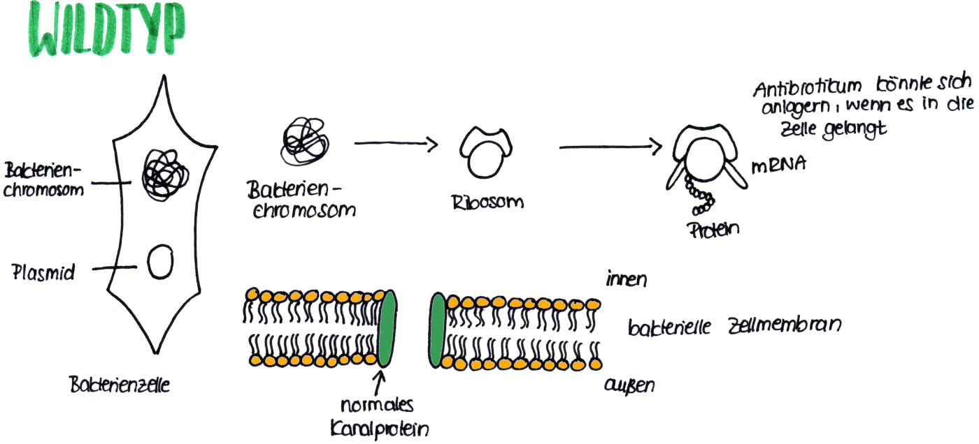 Antibiotikaresistenz - Wildtyp - wird von Antibiotika an der Vermehrung gehindert.