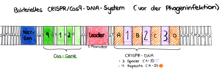 Bakterielles Crispr/Cas9 DNA-System