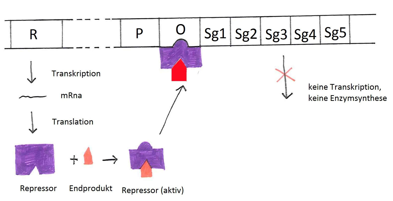 blockierte Endproduktrepression