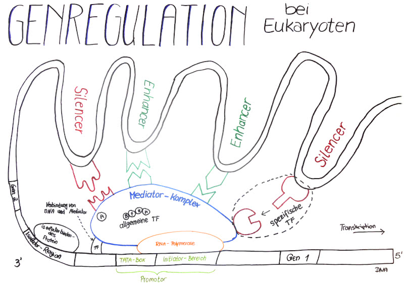 Genregulation bei Eukayoten - Skizze
