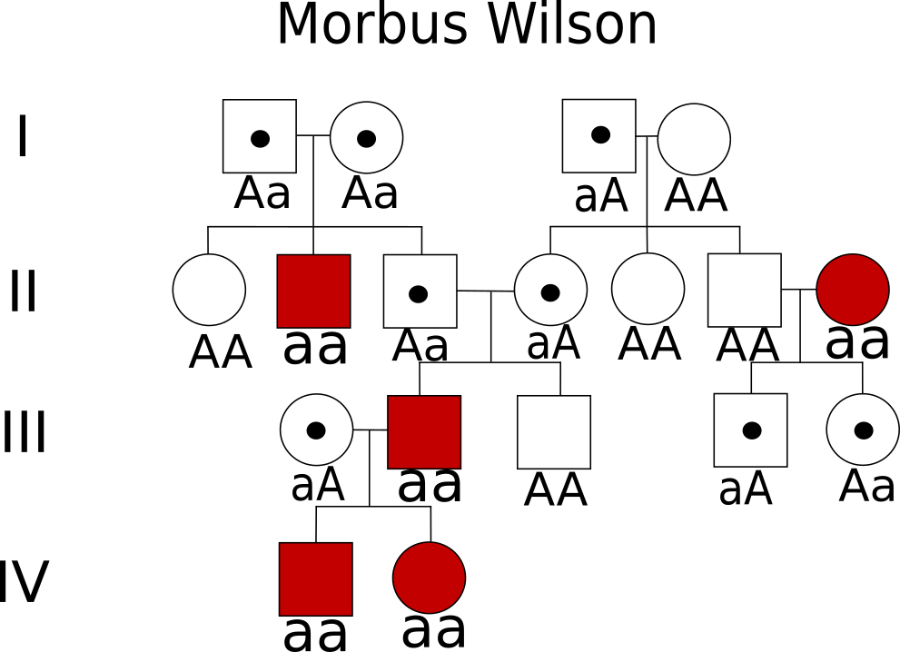 Erbgang von Morbus Wilson