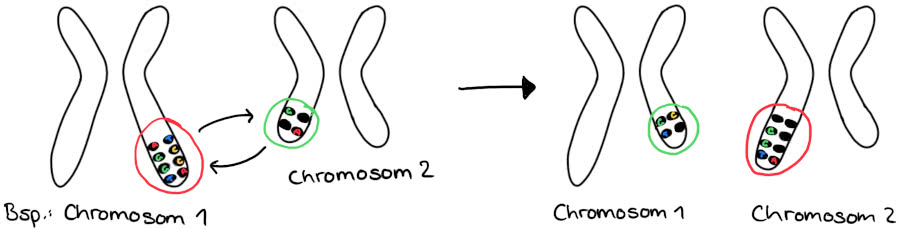Translokation