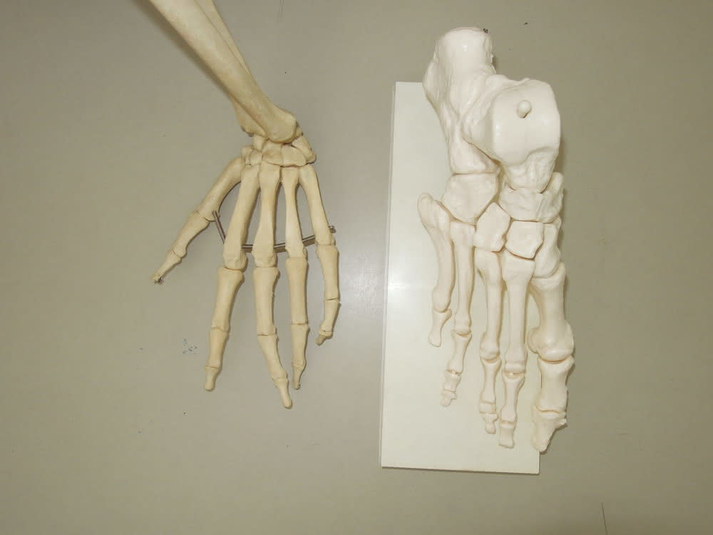 Hand und Fuß eines Homo Sapiens