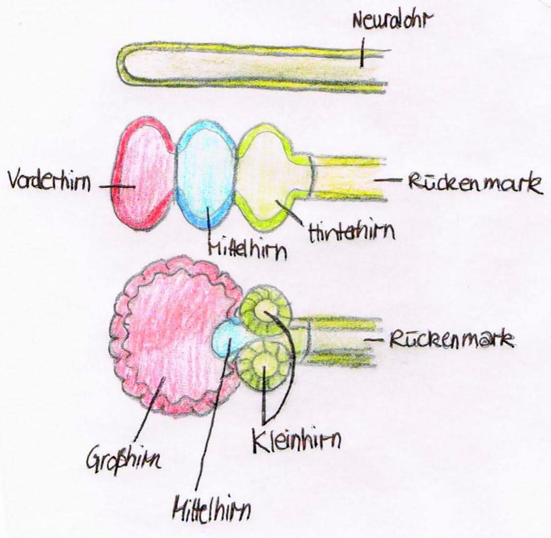 Nervensystem der Gliedertiere