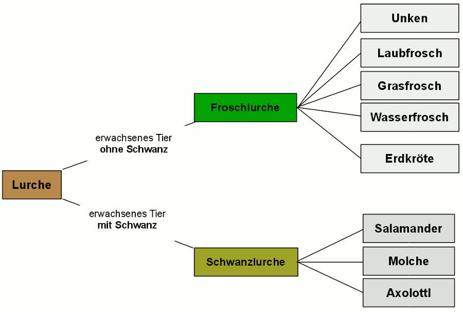 Systematik der Amphibien / Lurche