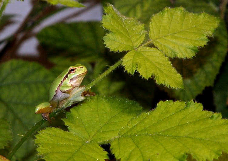 Der Laubfrosch - ein gefährdeter Frosch in Deutschland