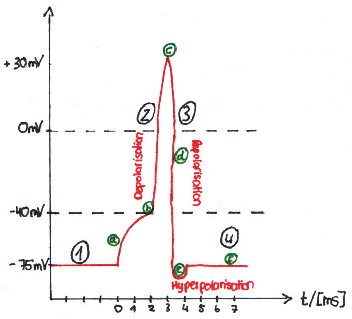 Verlauf eines Aktionspotentials
