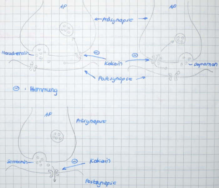 Wirkung vonSerotonin, Dopamin und Noradrenalin auf Synapsen (Kokain)
