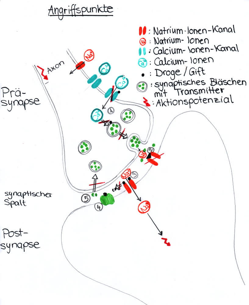 Angriffsstellen bekannter Gifte und Toxine an der chemischen Synapse