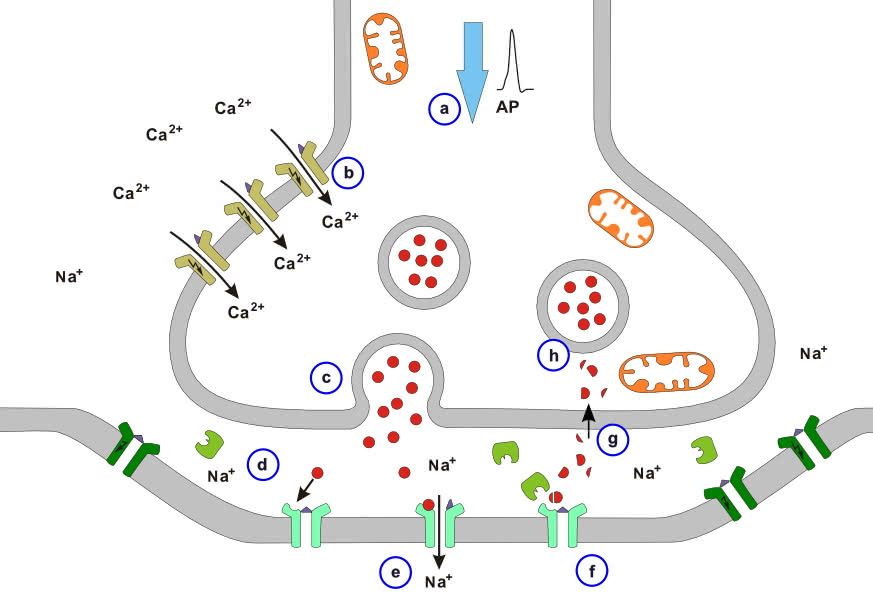 Chemische Synapse (Acetlycholin führende Synapse)