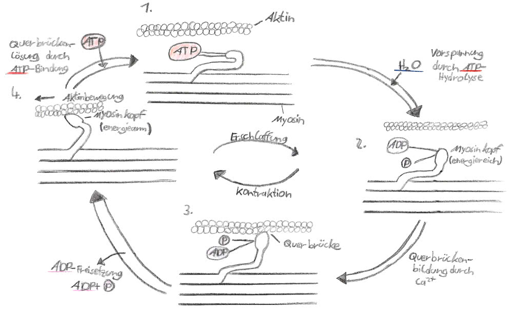 Muskelkontraktion - Filament-Gleittheorie