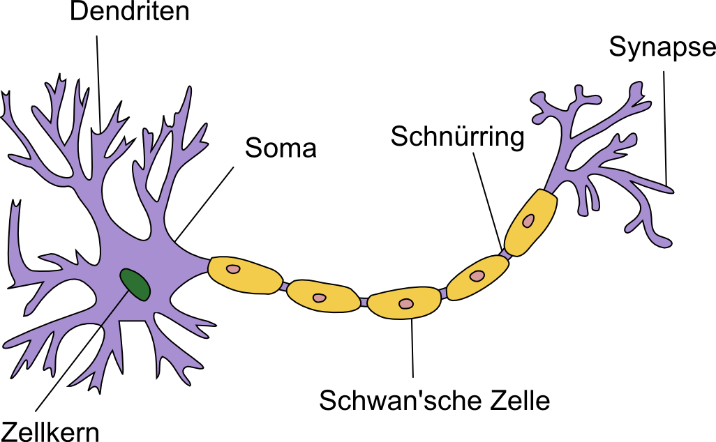 Schema einer Nervenzelle (Quasar Jarosz)