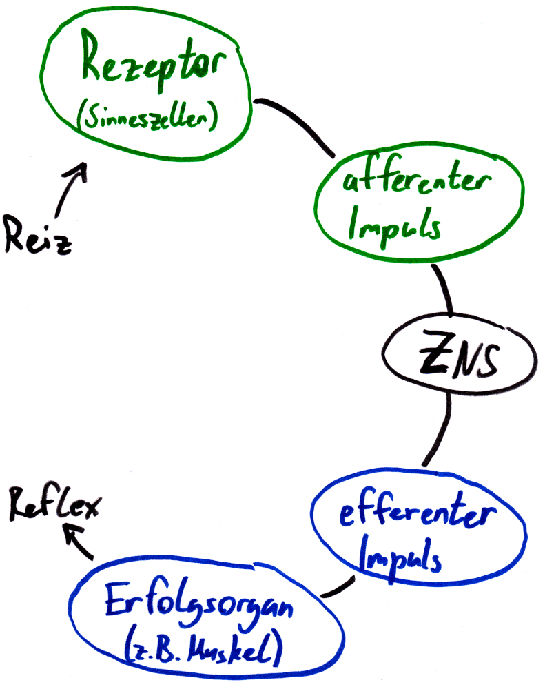 Reflexbogen (Skizze)