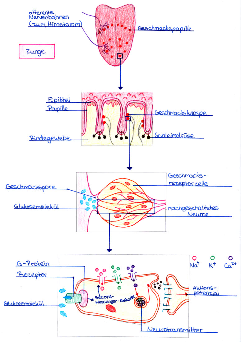 Geschmacks-Transduktion auf und in der Zunge