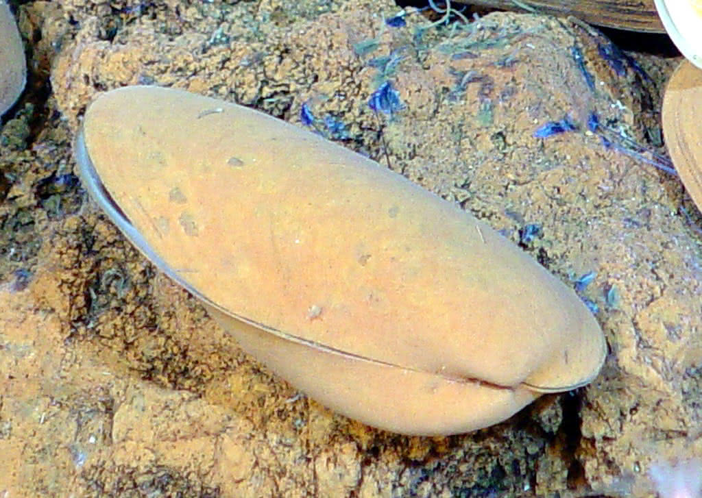 Bathymodiolus