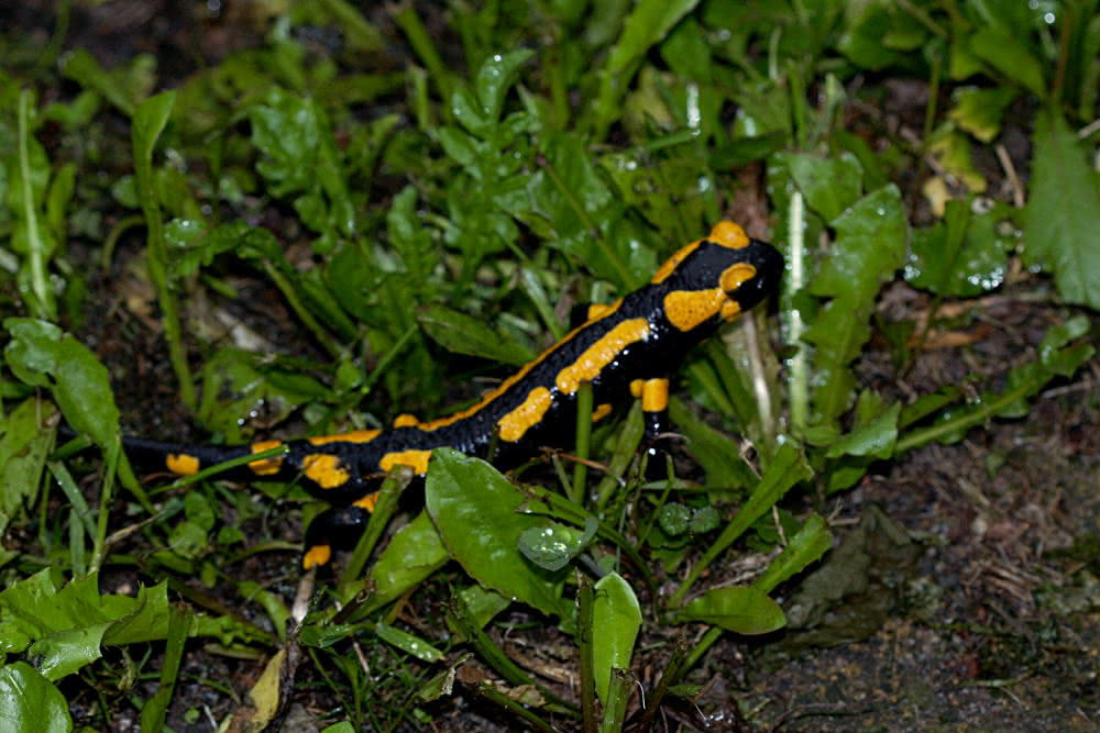 Feuersalamander produzieren ein Gift unter der Haut, welches sie sehr unbekömmlich für Vögel und andere Räuber macht.