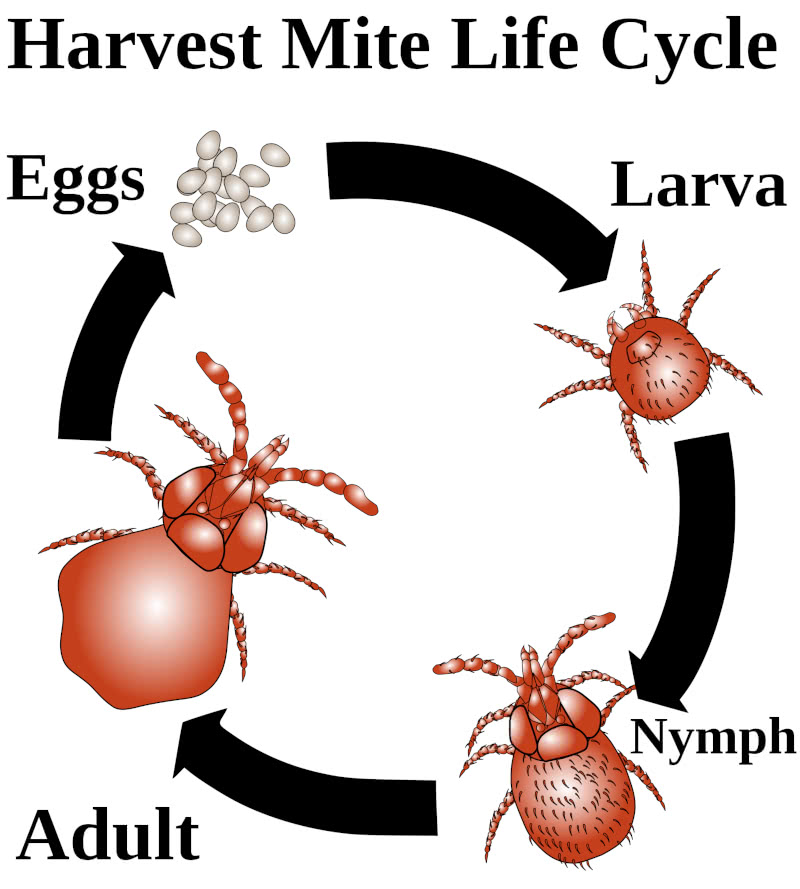 Lebenszyklus Herbstmilbe