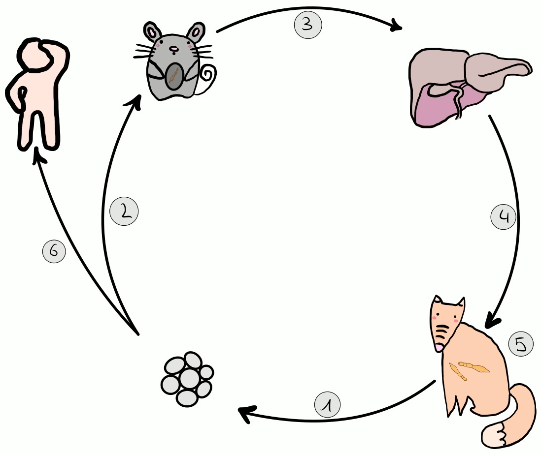 Vermehrungszyklus des Fuchsbandwurms