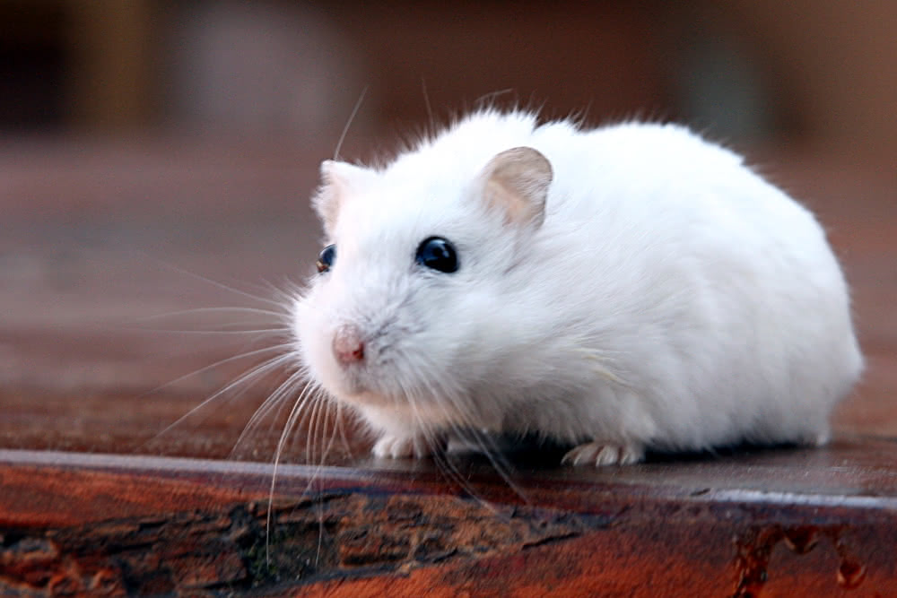 Maus