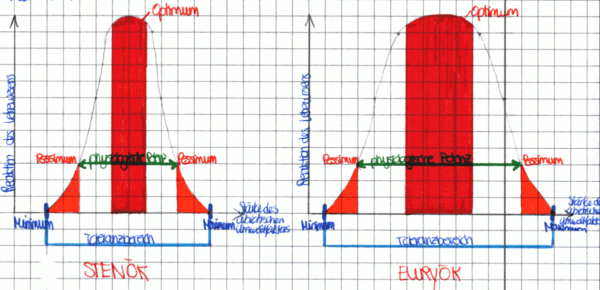 Toleranzkurvenvergleich: Euryök und Stenök