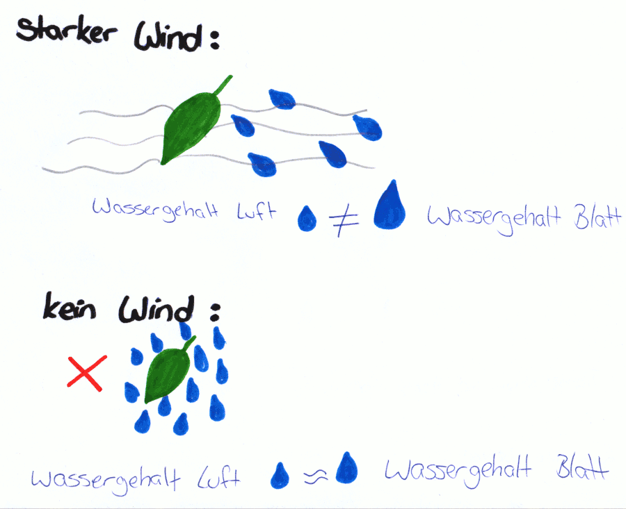 Transpiration durch Wind